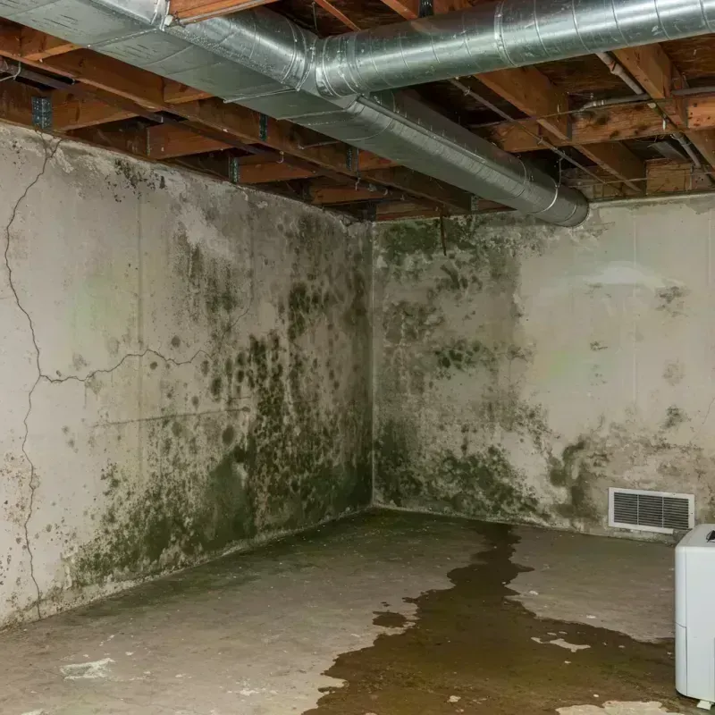 Professional Mold Removal in Blue Mound, IL